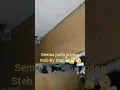 suara inap walet yang di rahasiakan para petani walet
