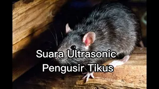 Download Suara Ultrasonic Pengusir Tikus - 5 Menit Tikus langsung Mingg4t !! MP3