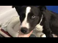 Jada - Border Collie Labrador Mix