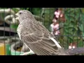 Download Lagu Gray singer finch canary
