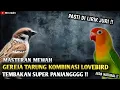 Download Lagu MASTERAN MEWAH || GEREJA TARUNG KOMBINASI LOVEBIRD || PASTI DI LIRIK JURI !!