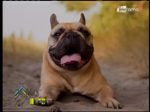 ¿Cómo cuidar el corazón de tu mascota?