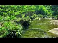 Download Lagu Aliran Air yang Lembut dan Kicauan Burung yang Lembut, Suara Relaksasi Terbaik, White Noise untuk Tidur, ASMR yang Menenangkan