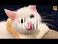 Download Lagu [Vietsub + Lyric] Alone (remix cute) - DJ Komang Rimex