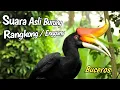 Download Lagu SUARA ASLI BURUNG ENGGANG/RANGKONG || Hutan || Burung