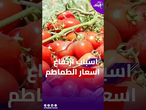 اسباب ارتفاع أسعار الطمام    وتحديد موعد انخفاضها