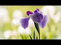 Iris flower classification machine learning basic project using python