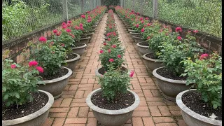 Roses can be grown without soil, just with humid air #rose #gardening #vuonnha