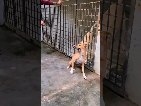 This Terrified Dog Was Too Scared to Trust Anyone