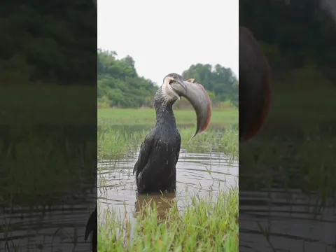 Filmed in the Wild: This Bird Catches a 50CM Fish… Can It Swallow It? 😱🐦🐟