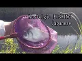Lagu Nostalgic Japanese fishing 【Crucian carp \u0026 carp】 Small FISHING!