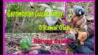 gerombolan cucak kinoy dikawal oleh burung gelatik