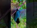 Download Lagu beautiful bird ; BLUE BIRD OF PARADISE #beautiful #birds #viralvideo #shorts