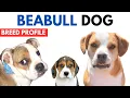 Beabull Dog Breed Profile History - Price