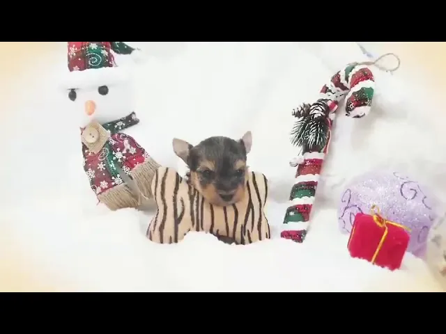 動画