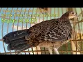 Download Lagu Ayam hutan betina GACOR Cocok untuk panggil pejantan malas KOKER