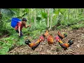 Download Lagu The boy shows off his super chicken trapping skills, and the ending is surprising. | Wandering boy