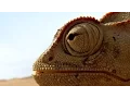 Download Lagu Planet Earth II | official trailer (2016)