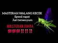 Download Lagu 1 🔴 Top Masteran Walang Kecek