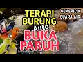 BUKA PARUH‼️ 1 Jam Suara Gemericik Air Sungai Alami Untuk Terapi Burung Stres dan Macet Bunyi