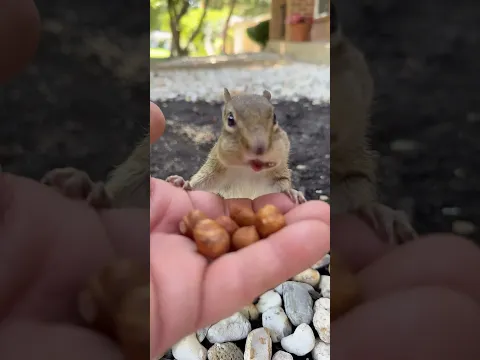 Highlight from live video 8-16-2026 #squishy #spongebob #cottontail