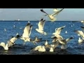 Download Lagu Julio Iglesias - Vuela alto.wmv