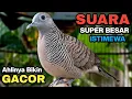 Perkutut Lokal Gacor Suara Kung Besar Pancingan Burung Perkutut Agar Bunyi.