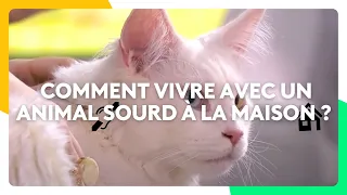 Comment vivre avec un animal sourd à la maison ?