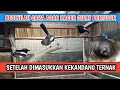 Download Lagu BERAPA HARI KACER MAU BERTELUR SAAT DIMASUKKAN KEKANDANG TERNAK