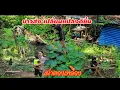 Download Lagu ในที่สุดบ่าวส่งเริ่มเปลี่ยนแปลงตัวเองมากขึ้น มาช่วยทำงานด้วย#เผ่าตองเหลืองในลาว #คนป่า #คนป่าในลาว