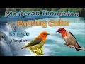 Lagu Masteran Tembakan Burung Cabe-Cabe | Kemade | Terapi air | #kicaumania #kicau  #burungkicau