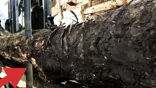 terkubur 50 tahun baru terungkap kayu kering dibiarkan terbengkalai dalam lumpur