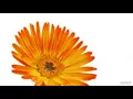Download Lagu Ghaltana Arabic song
