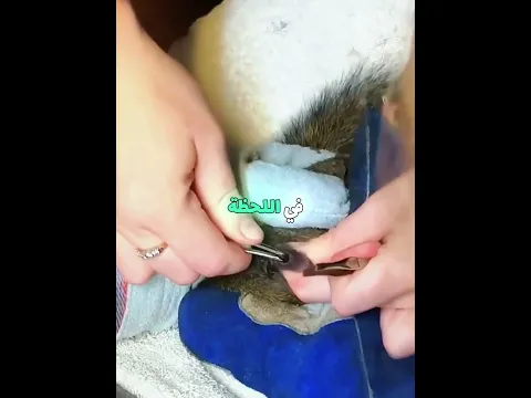سنجابة صغيرة تتعرض لهجوم طفيليات 🐿️😢 #shorts