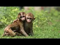 Orphaned Baby Monkeys Heal Through Friendship at Wildlife SOS