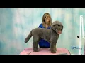 Learn How to Groom a Labradoodle Dog with Curly Coat