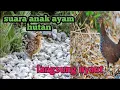 Download Lagu Suara anak ayam hutan manggil induk nya