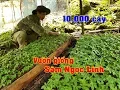 Lagu Khu vườn 10.000 cây giống sâm Ngọc Linh