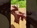 Fidget toys - stretching gorilla