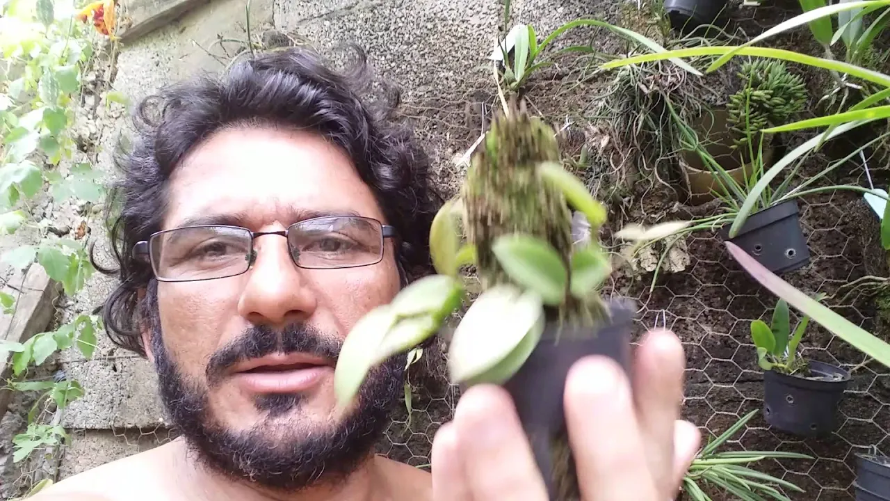 CULTIVO DE MICRO ORQUÍDEA