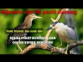 Suara burung koak paling ampuh || cocok untuk pikat dan nyanggong dimalam hari