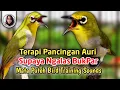 Download Lagu Terapi Pleci Auriventer Agar Ngalas Bukpar - Pancingan Mata Putih Biar Ngotot