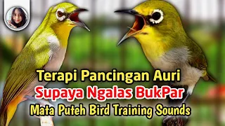 terapi pleci auriventer agar ngalas bukpar pancingan mata putih biar ngotot