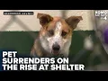 Pet surrenders increase at Snohomish County animal shelter amid rising costs