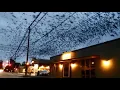 Download Lagu Loud Birds Ringtone | Free Ringtones Download