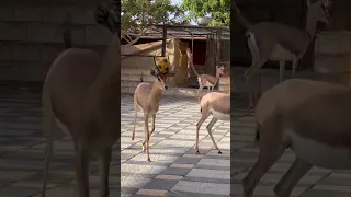 غزال الريم يقفز بطريقة غريبه   ظبي  غزاله دندنها