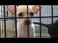 G P Kennel Judy and Jefferey Gray s USDA Licensed Puppy in Rothville MO Missouri Dog Breeder