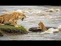 Download Lagu Lion Cub Swept Away by Flood, What the Mother Lion Did Next Shocked Everyone!