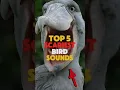 Download Lagu LIMA SUARA BURUNG PALING MENAKUTKAN DI DUNIA.