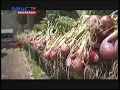 Lagu Electriyfing Agriculture Dukung Smart Farming Ala Petani Modern, Lintas iNews Bali